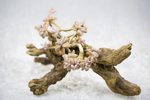 发育不良|养护盆景，几件犯忌的事不能干，干了任意一件，盆景不死也遭大难