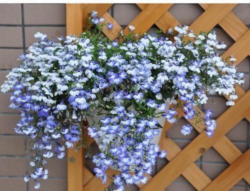 阳台|6种漂亮花,挂在窗边阳台上,不占位置,抬头就是风景!