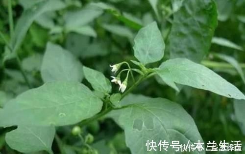 氨基酸|农村路边的这野菜，一般采摘嫩茎叶食用，味道清香鲜美，你吃过吗？