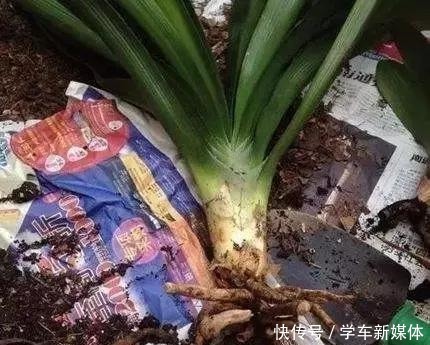 难怪养花“买一盆、死一盆”，简单3步操作，养啥旺啥，晋升高手！