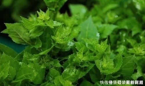 农村|农村一种野草,人称“解百毒”,一斤能卖到240