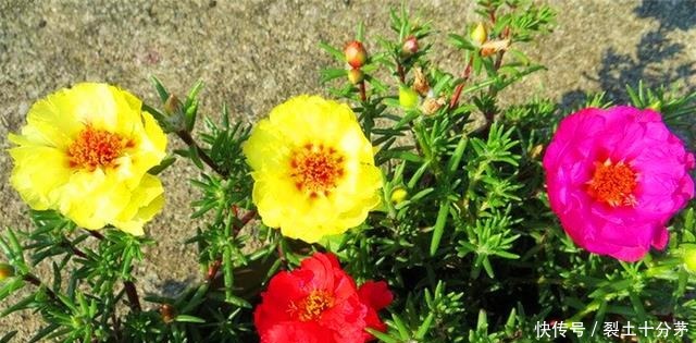 想让太阳花开爆盆,4月做好3个准备,一年花开200天