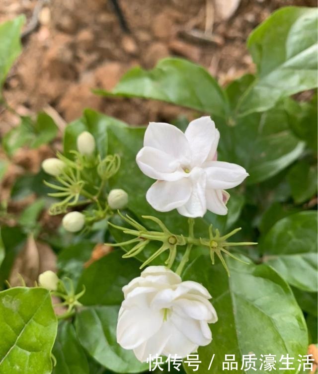 茉莉土加“一料”，不黄叶不徒长，易生根长得旺，养成繁花老桩！