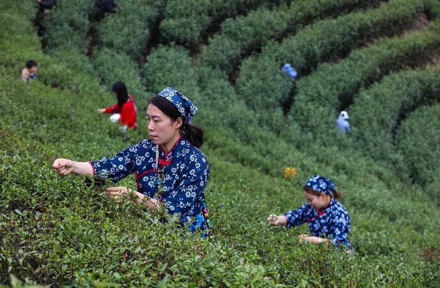 河南光山：春茶吐新绿 茶农采茶忙