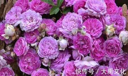 新手养花,不如养盆花中精品“玛姬婶婶”,花型精美,有枝就有花