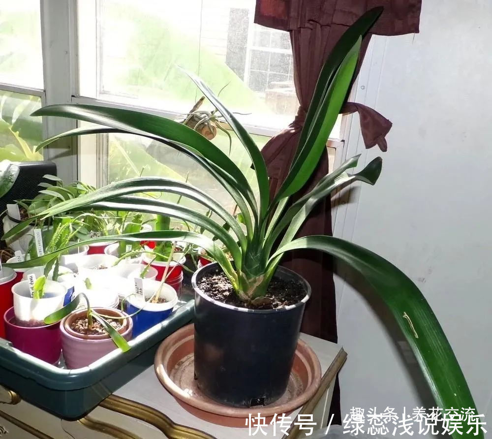 为啥很多朋友在家里养不好君子兰，有可能一开始就买错了