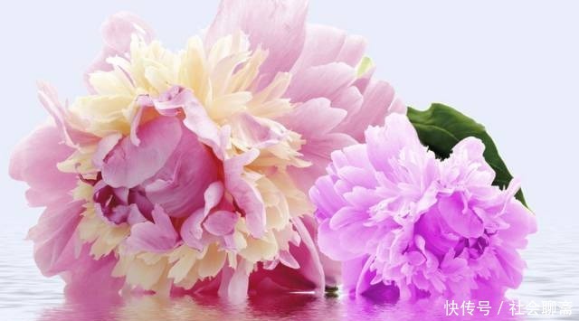 此花属于中国十大名花，曾作为中国的国花，被尊誉为“花王”