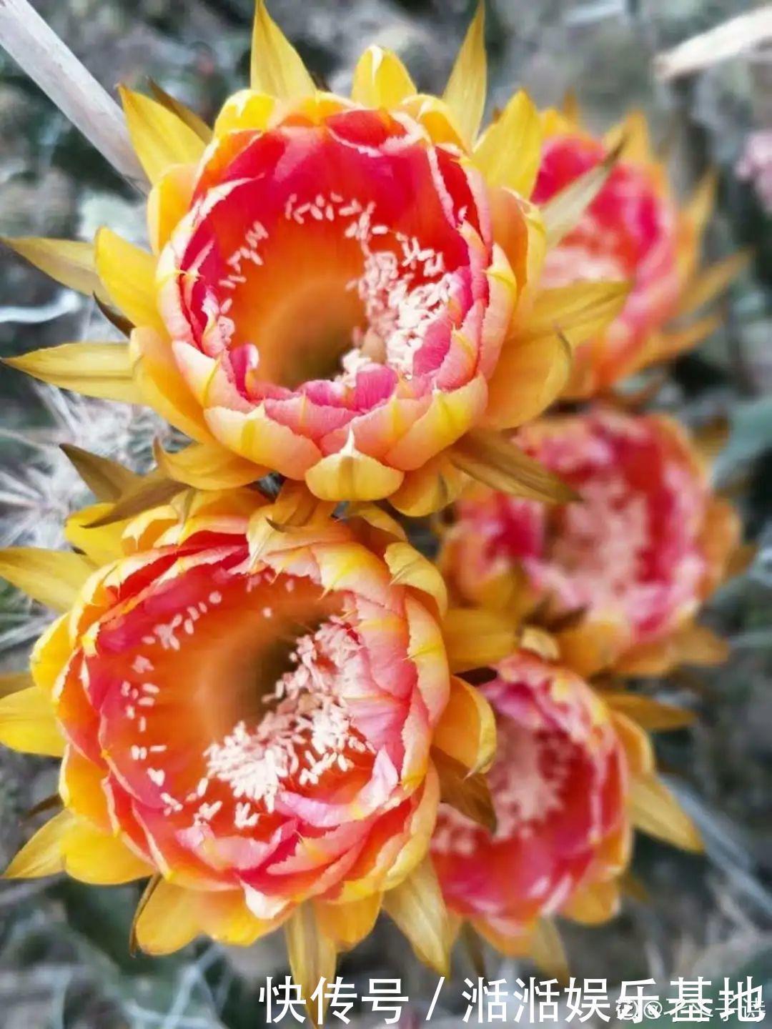 大爷家荷花种在花盆里，1次开花20朵，比巴掌还大！