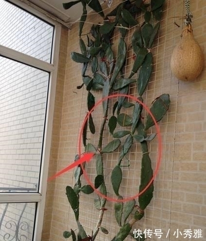 文昌位|一旦阳台出现这几种情况,预示着家运衰败,钱财尽失,赶紧改!