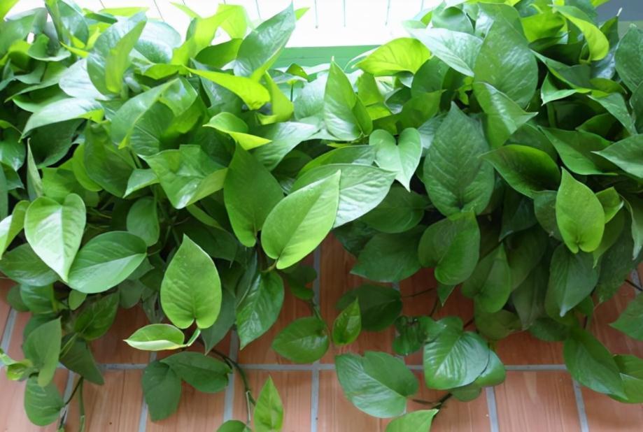 11月养绿萝，打开“3机关”，枝叶蹭蹭疯长，不到2个月就爬满墙