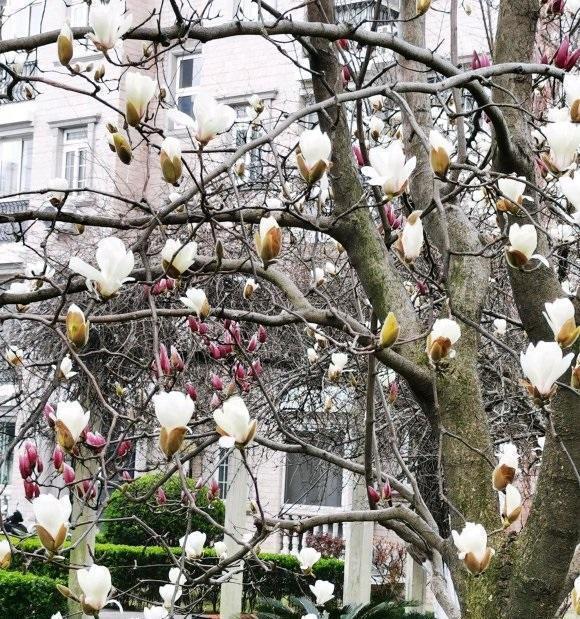 小区的白玉兰开花了,花香四溢,庭院种树,白玉兰是首选