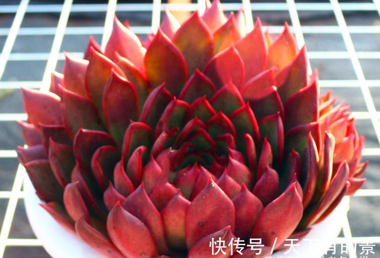 草原|没有草原我们也可以有野马——多肉野马东云,冬天红起来特别的野