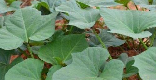 减肥瘦身|秋天到了，没事多吃的食物，润肠通便，减肥瘦身，吃了肌肤好