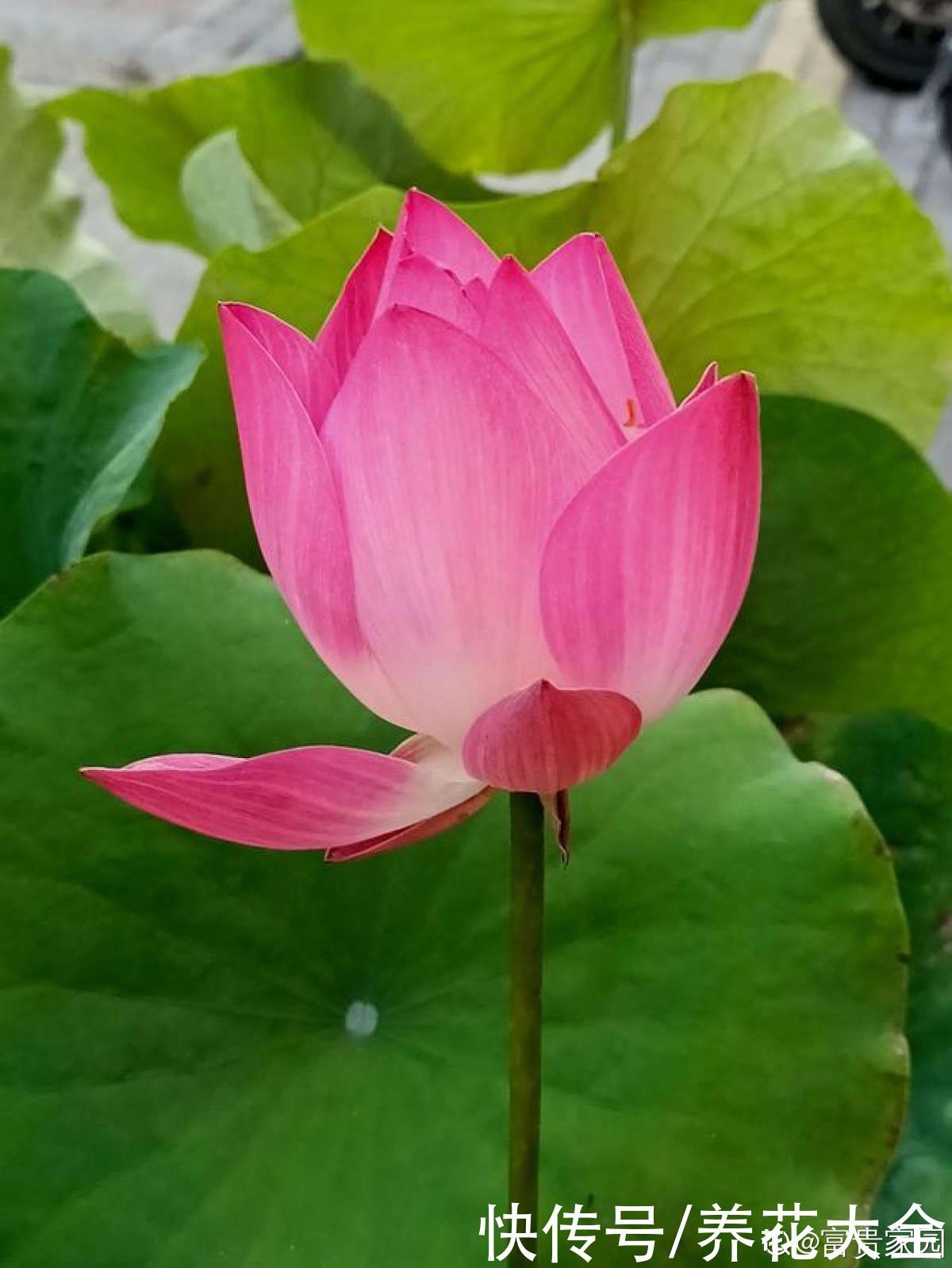 老中医爱养的4种花,堪称植物“百宝箱”,养人养身心