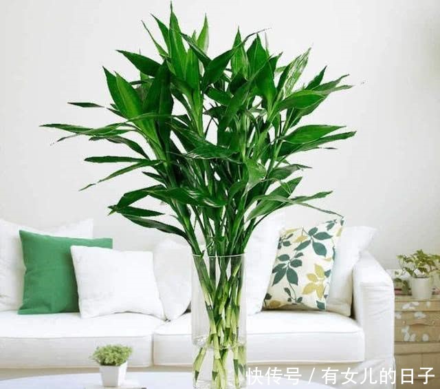 自带|这“3种”植物,自带“贵气”,再贵也要养,能“旺运”!