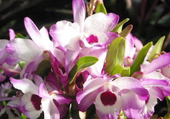 生命力顽强的几款花卉，耐寒耐旱，花姿俊秀，好养漂亮