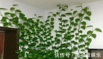 叶子|爱吃“油”的盆栽,你知道是什么吗只需喝2滴,1年养出百十盆