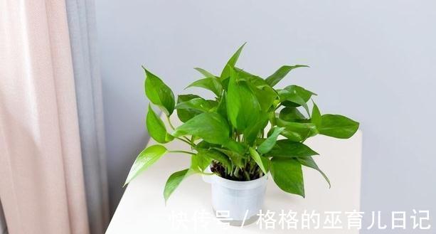 教你几个小妙招,可以把绿萝养成小盆栽,而且能让它油亮翠绿欲滴