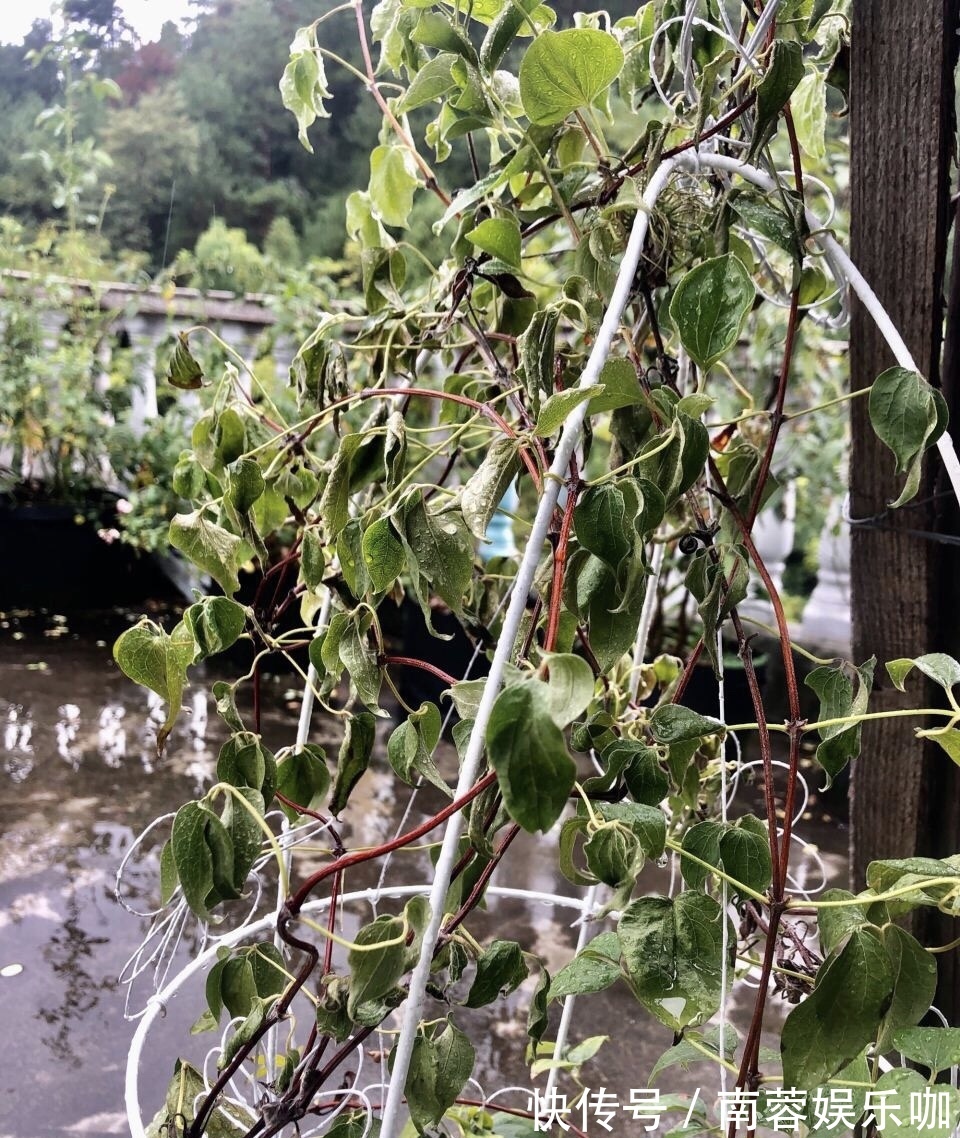 杜鹃花|养不好5种植物，就要赶紧“跳坑”，不然买多少、死多少