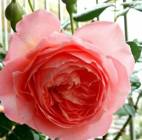 千万注意，南方不适合种藤本月季，选择夏日花火，才能开满花