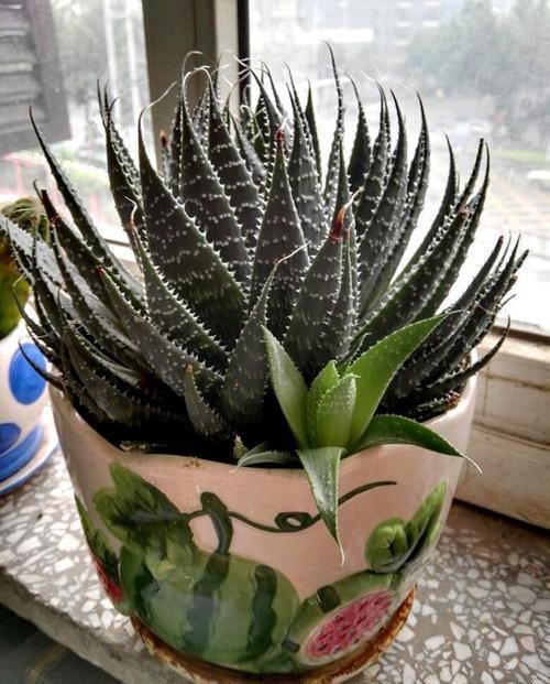 芦荟好养活?不注意此3点,叶子发黄干瘪,更别提爆盆了!