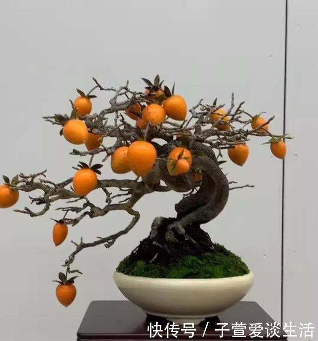 重点|什么算的上是好盆景学会看芯,芯是盆景的重点