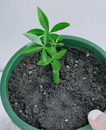 发财树的扦插方法,想要成活率高,技巧要牢记