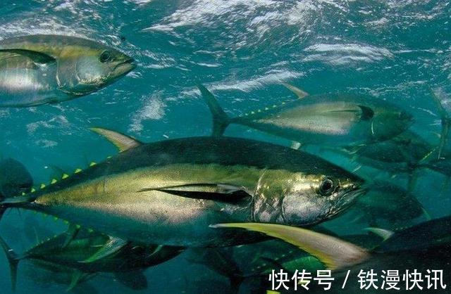 组氨酸|请停止吃这5种鱼，可能含寄生虫和重金属，看看你是否爱吃
