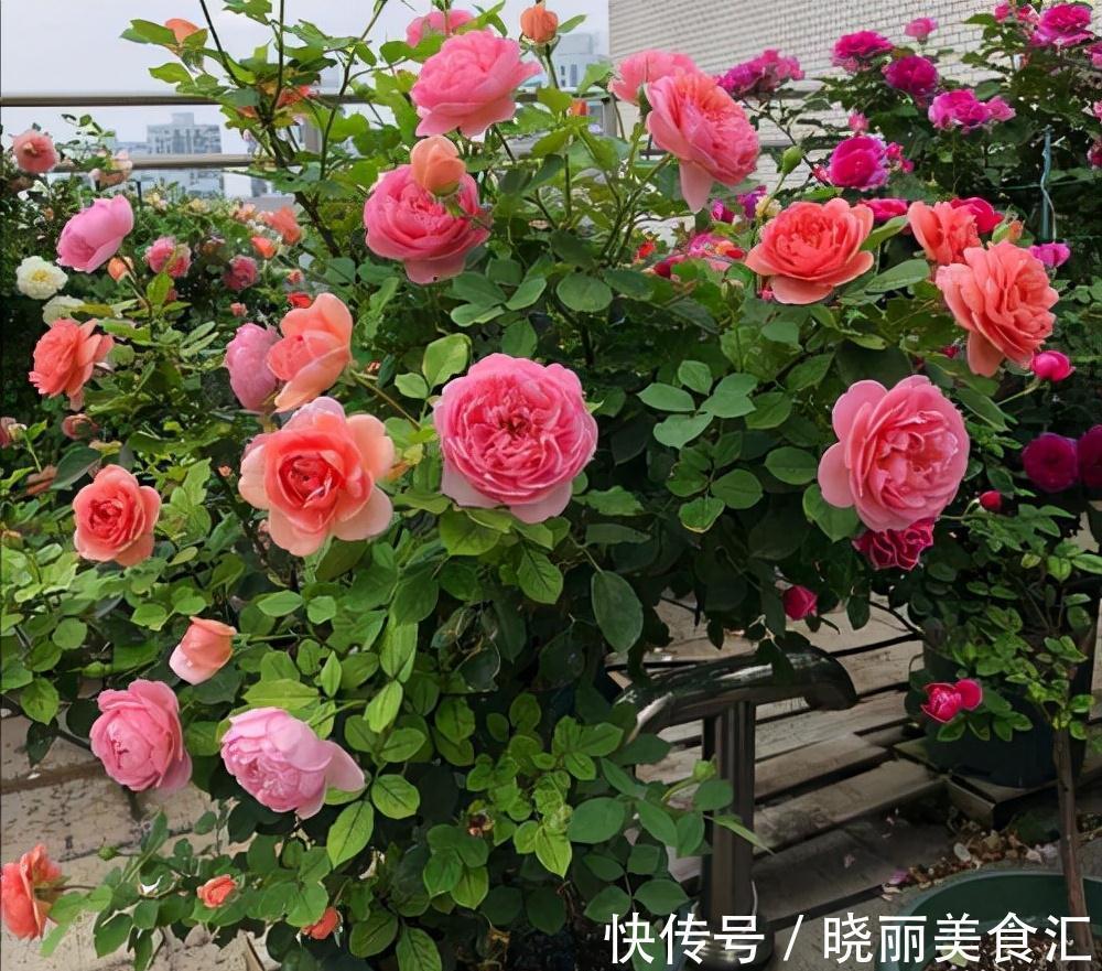 10种花“冷天”长得慢,“穷养”多晒更健壮,不然易烂根,难过冬