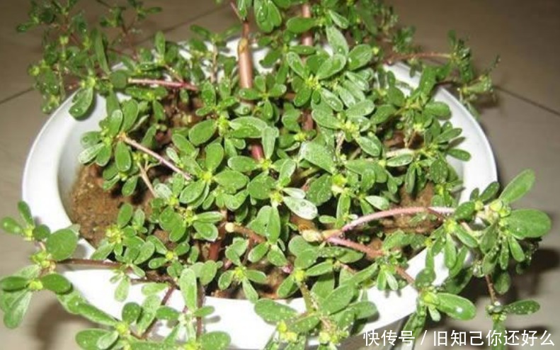 阳台养上“5种菜”，漂亮好养，吃完一茬又一茬，天天吃到新鲜菜