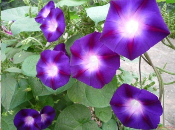 风信子|这18种超级好养的植物,养花新手也能养的很好!