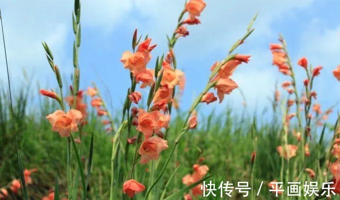 沾土就活,种门口长成一大簇,邻居天天跑来看!