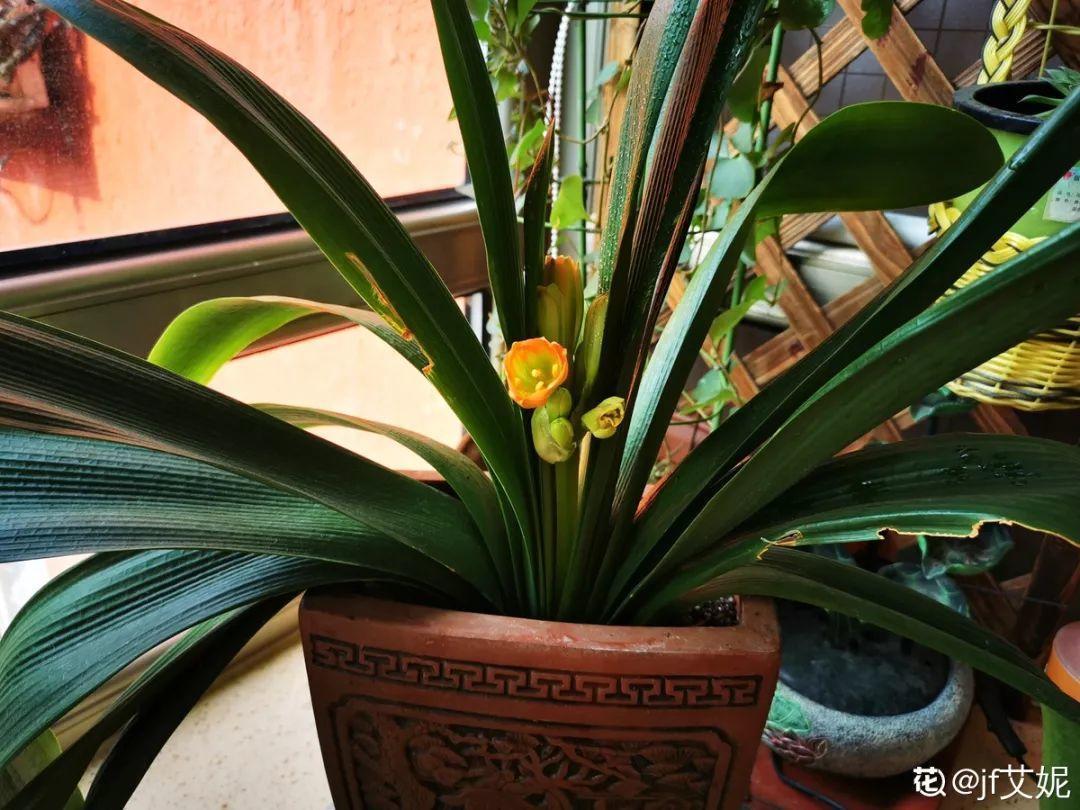 扦插|不用扦插,养花1盆变10盆,把根一掰,成活率翻倍!