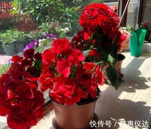 阳台上|到了冬季就盆栽这7样花卉,耐寒能力强,开花美丽又喜庆
