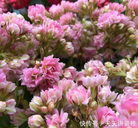 好时机|天气要热了,三种花修剪扦插正当时,小编已经迫不及待了