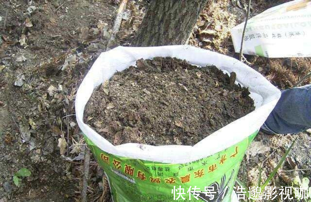 这些“垃圾”不要扔,用来养花“一级棒”,肥的流油,环保又省钱