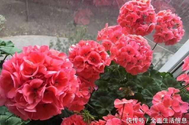 不是玫瑰胜似玫瑰，家养“好活花”，花开爆盆，养成“小花园”！