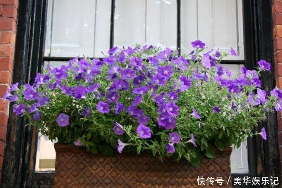 养长寿花、矮牵牛,甭太懒、太勤快!盆栽嗖嗖地开花、窜新叶