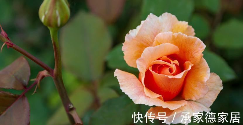 月季僵苗了怎么办，现在的温度月季能重剪吗，敢拼一下吗