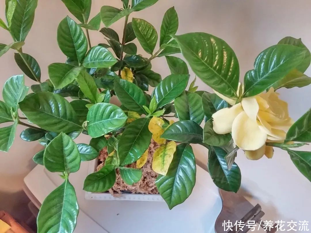 盆栽栀子花买一盆挂一盆，到底是哪一点没做好？