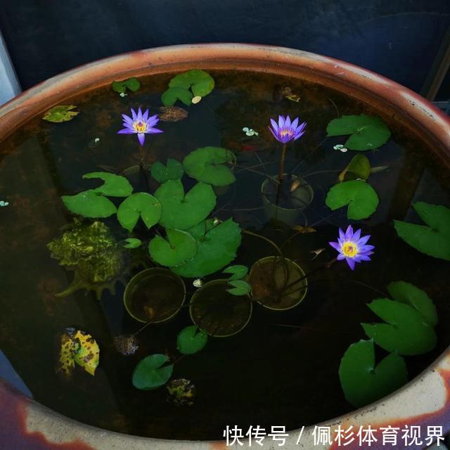 睡莲叶子老是烂,水里长虫,怎么促进开花?这些问题都统一回答了