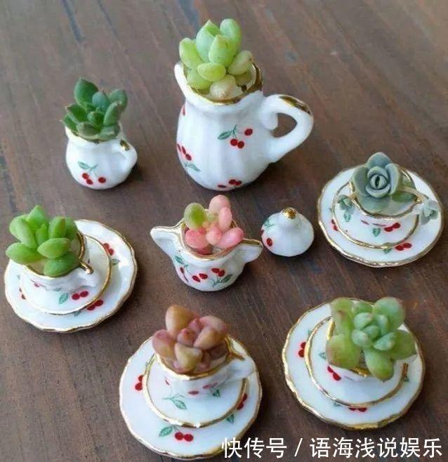 君子兰越小越值钱,养了4年,只有硬币大!