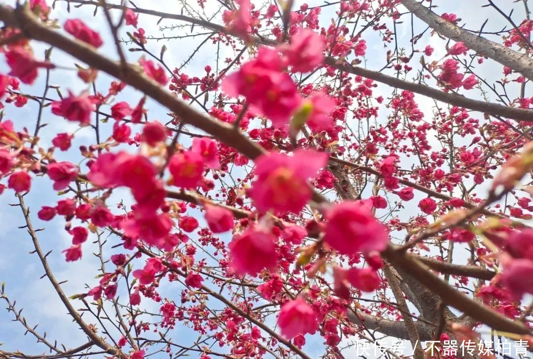 中年|春暖花开游贵州，“花花世界”惹人醉！