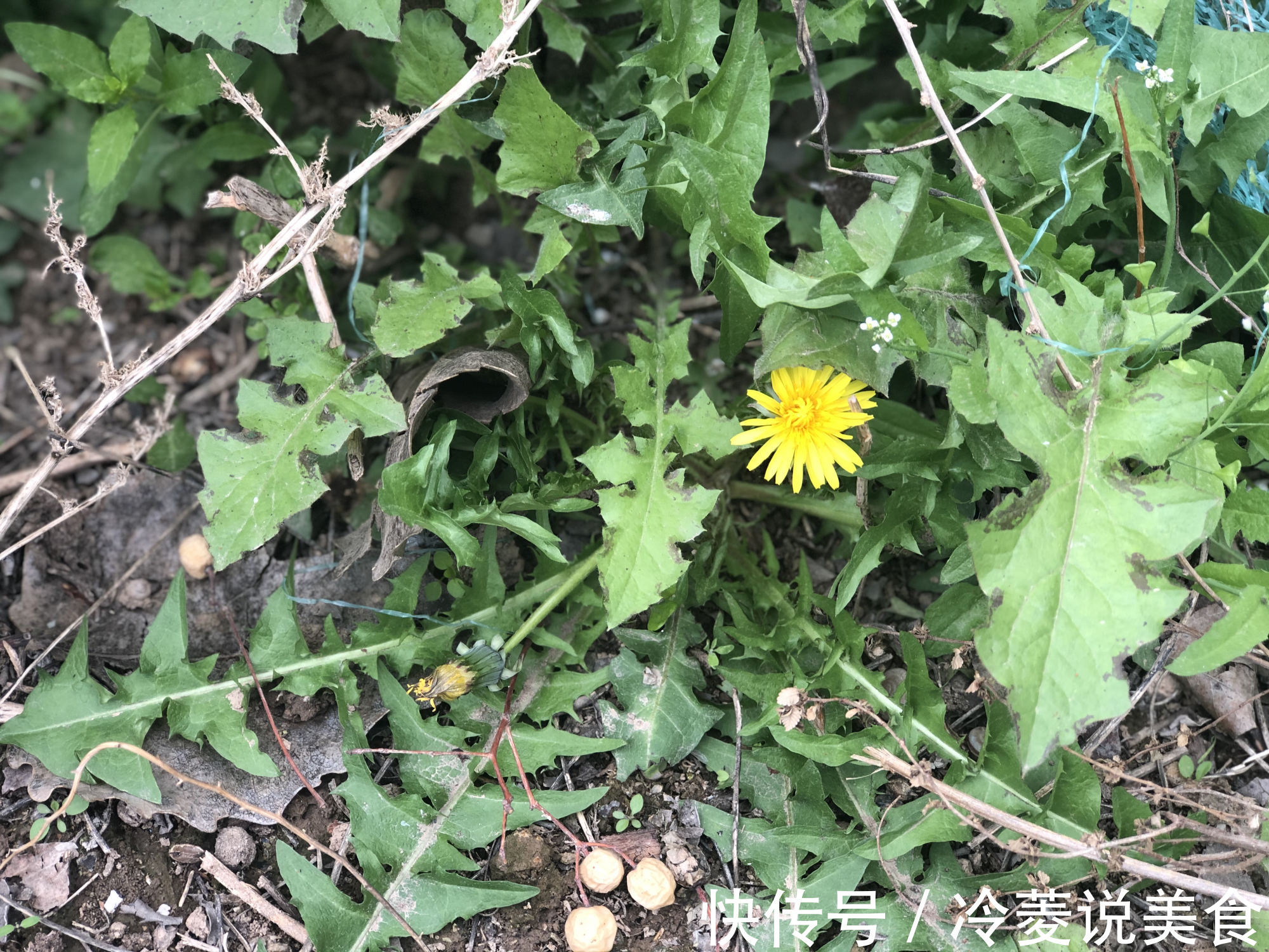 刺儿菜|这8种野菜很常见，但很多人不知道能吃，你认识几种