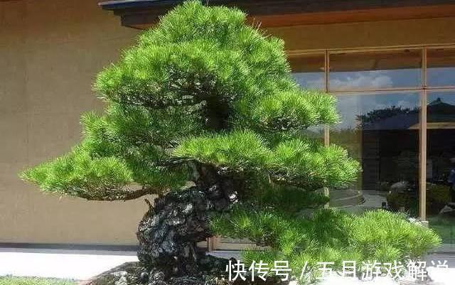 罗汉松|7种树“进宅”,旺财镇宅,延绵百年,家里有地方,一定养一棵