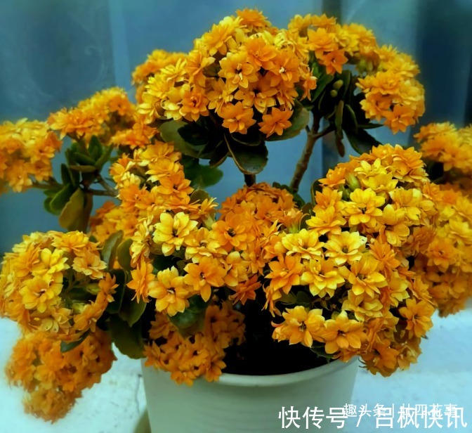 多肉植物|7种花，就要“穷着养”，花盆越小，长势越喜人！