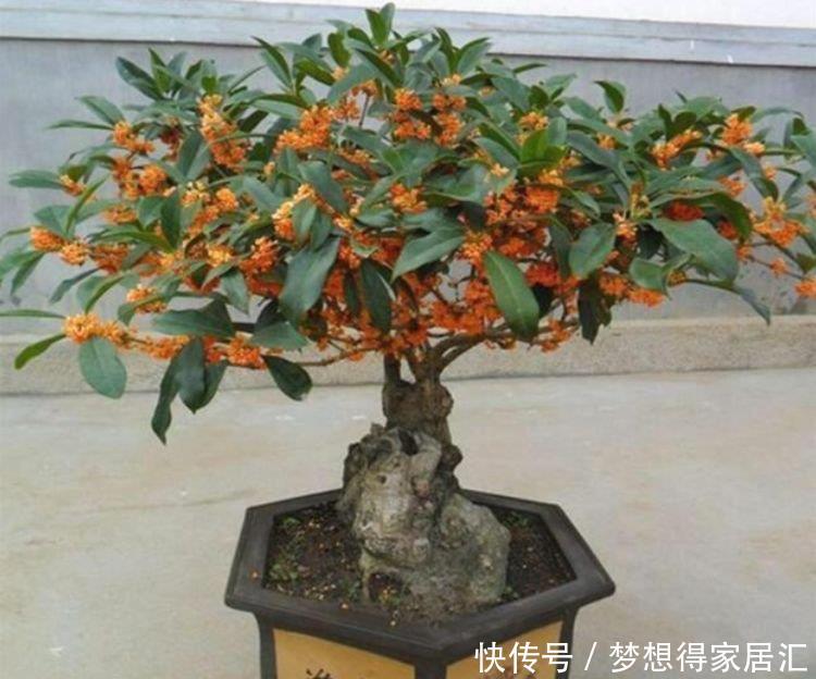 茬花|家庭常养4种花，养护简单，花朵漂亮，一茬茬花开不停！