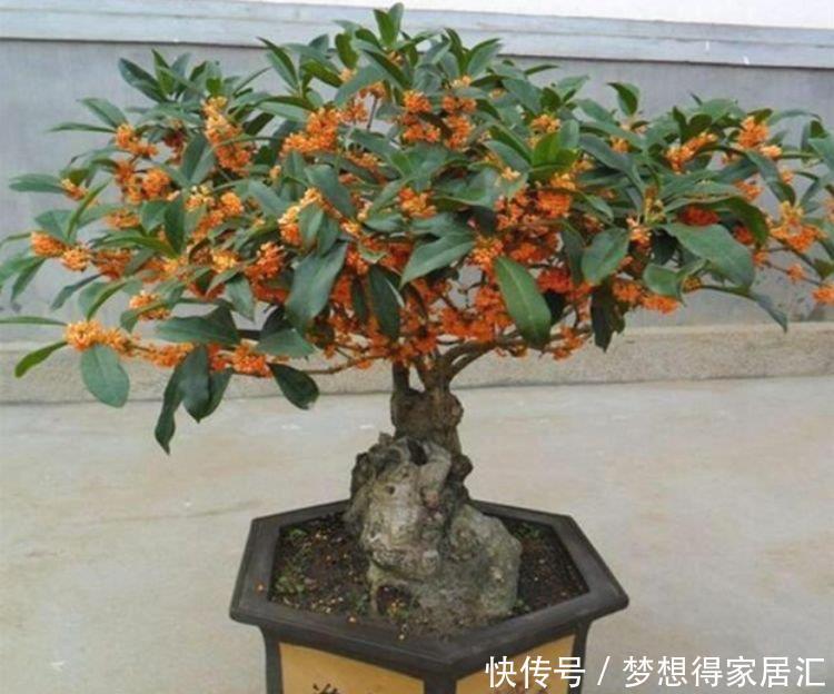 茬花|家庭常养4种花,养护简单,花朵漂亮,一茬茬花开不停!