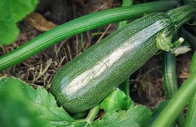 6种蔬菜,也许含有细菌和寄生虫,趁早撤离饭桌!你是否也爱吃?