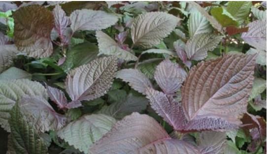 功效|立秋后,感冒咳嗽老不好,常用此野草泡水喝,咳嗽不咳,治感冒